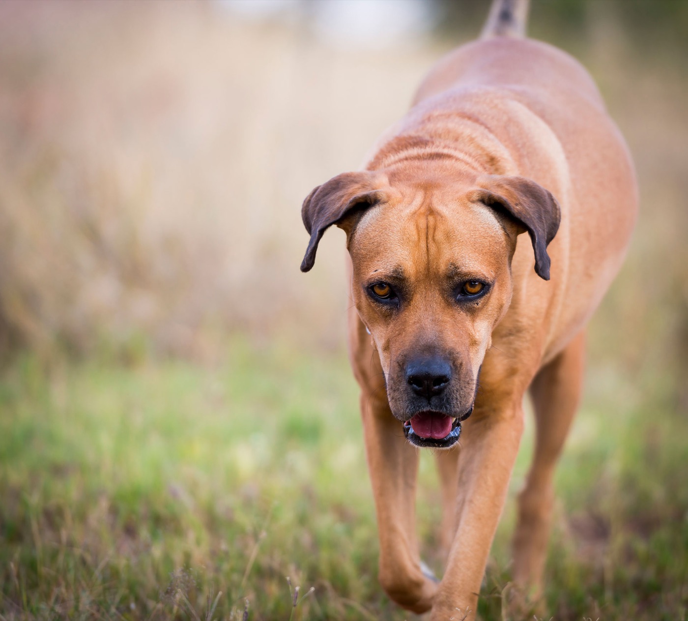 Perro corriendo feliz por la hierba