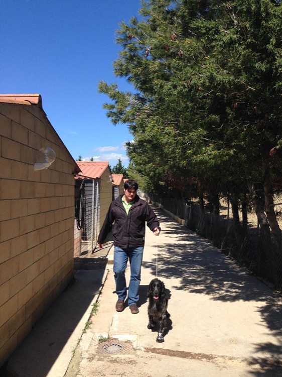 Paseo entre las casetas a la sombra de los pinos